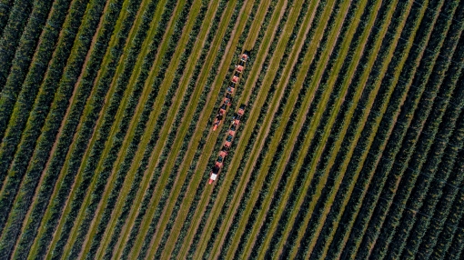 Image-gallery