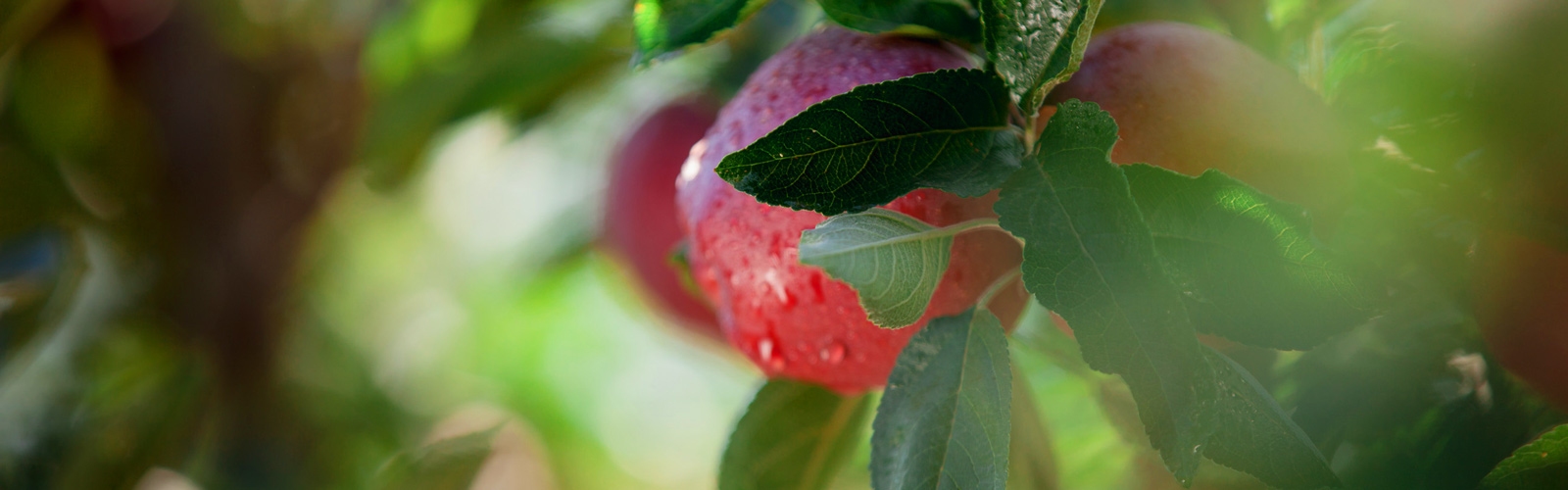 Banner-image
